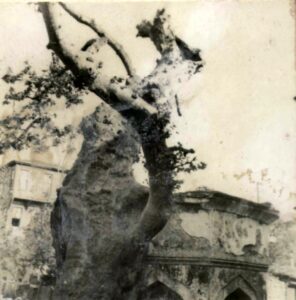 ÇınarlıÇeşme (1)