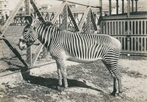 10924201_10153611513411412_7198914474954709130_o