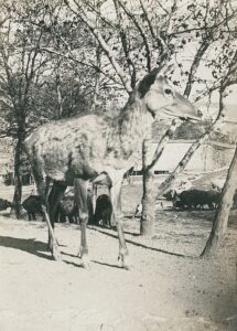 11012949_10153611514171412_4005635397105604353_o