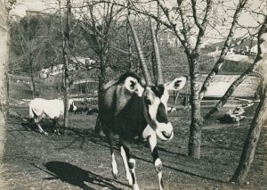 11240776_10153611514681412_8381382508102939420_o