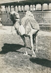 11709835_10153611514241412_9058798464184483537_o