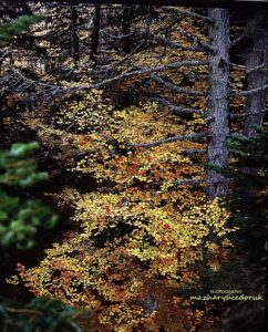 Soğukpınar / Uludağ