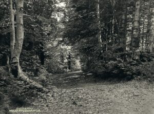 Çobankaya - Bakacık Orman Yolu