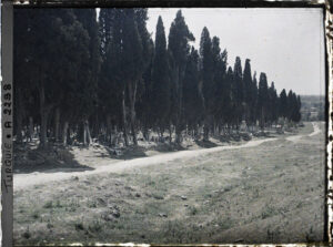 A2298 Uskudar-faubourgasiatiquedeConstantinople(actuelleIstanbul)-TurquieCimetieredeKaracaahmetouBuyukMezaristan(Grandcimetiere)dansunboisdecypres